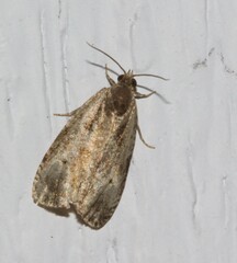 Olethreutes punctanum