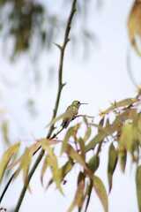 Selasphorus platycercus