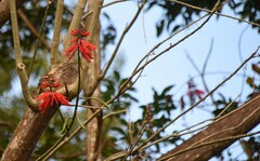 Erythrina corallodendron