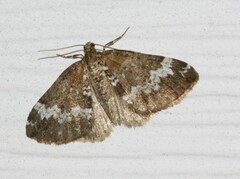 Perizoma alchemillata