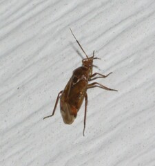 Deraeocoris