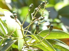 Cinnamomum
