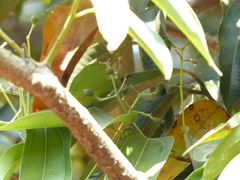 Cinnamomum