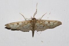 Herpetogramma aeglealis