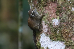 Sundasciurus jentinki