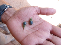 Cinnamomum