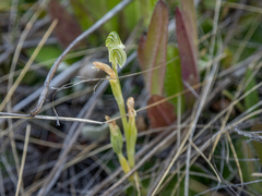 Pterostylis tanypoda