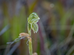 Pterostylis tanypoda