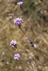 Lessingia leptoclada