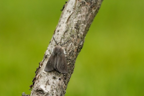 Muslin Moth, Oisterwijk, Nederland, photo 7 of 10
