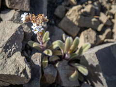 Myosotis traversii traversii