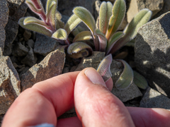 Myosotis traversii traversii