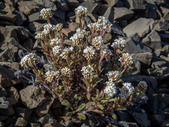 Myosotis traversii traversii