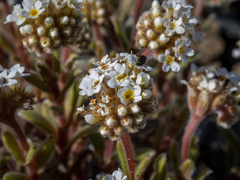 Myosotis traversii traversii