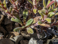 Myosotis traversii traversii