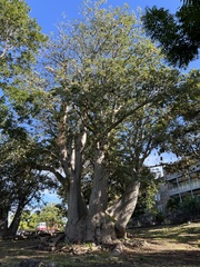 Adansonia digitata