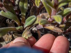 Myosotis traversii traversii