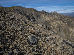 Myosotis traversii traversii