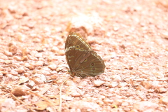 Morpho achilles