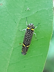 Scoposcartula bilimitata
