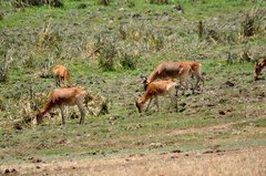 Alcelaphus buselaphus cokii