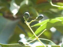 Cinnamomum