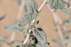 Heliotropium digynum
