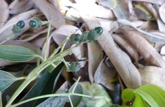 Cinnamomum