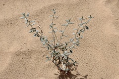 Heliotropium digynum