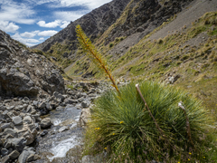Aciphylla glaucescens
