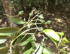 Cinnamomum