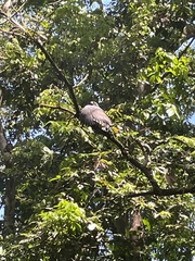Buteogallus anthracinus