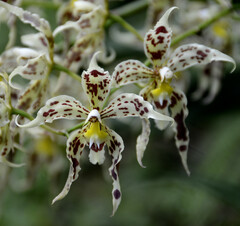 Oncidium gloriosum