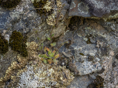 Myosotis australis