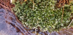 Pallavicinia lyellii
