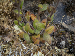 Myosotis australis