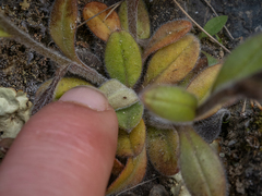 Myosotis australis