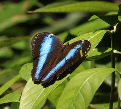 Morpho achilles