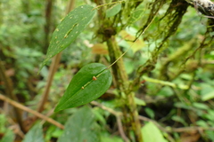 Lepanthes mucronata