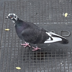 Columba livia domestica