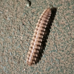 Nyssodesmus python