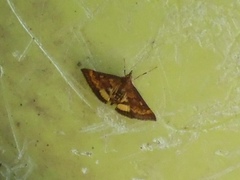Pyrausta californicalis