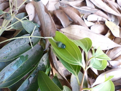 Cinnamomum