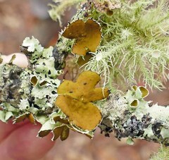 Parmotrema submarginale