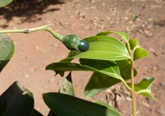 Cinnamomum