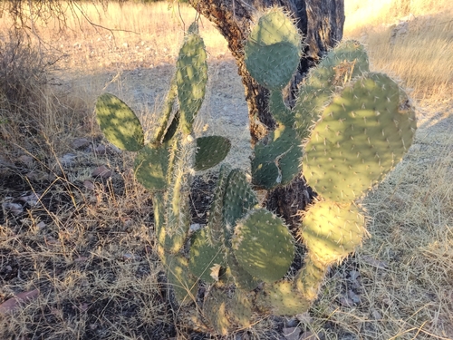 Opuntia leucotricha
