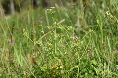 Apium graveolens
