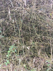 Bambusa stenostachya