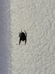 Nuctenea umbratica