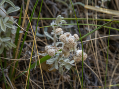 Ewartiothamnus sinclairii